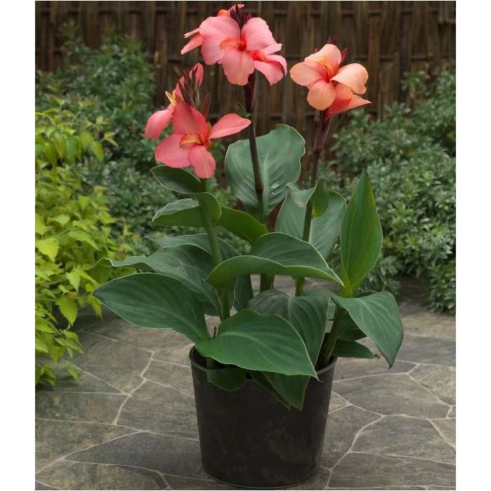 Canna 'Canova Mango' Perennial Plant | 2L Pot | Tropical Garden Beauty 4 Canna 'Canova Mango' Perennial Plant | 2L Pot | Tropical Garden Beauty - Image 2