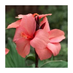 Canna 'Canova Mango' Perennial Plant | 2L Pot | Tropical Garden Beauty
