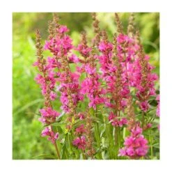 Lythrum salicaria 'Robert' | Purple Loosestrife Perennial Plant | 13cm Pot