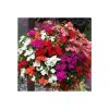 Impatiens 'Beacon' Mixed - Tray of 40 Vibrant Plug Plants for Stunning Garden Displays