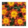 Bidens 'Blazing Fire' - Pack of 5 Large Plug Plants | Vibrant Bedding Plants for Your Garden -September Plants Shop PL00004 main image e6ca