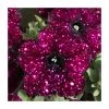 Petunia Sky 'Lightening Sky®' - 5 Large Plugs | Vibrant Bedding Plants for Gardens