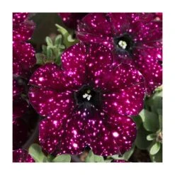 Petunia Sky 'Lightening Sky®' - 5 Large Plugs | Vibrant Bedding Plants for Gardens