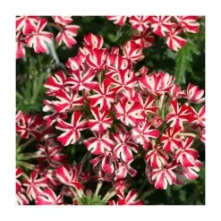 Verbena Showboat 'Red with Eye' - 5 Large Plugs | Vibrant Bedding Plants for Gardens