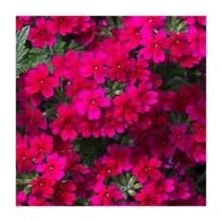 Verbena Showboat 'Burgundy' - 5 Large Plugs | Vibrant Bedding Plants for Gardens