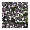 Nemesia Sundae 'Blueberry Ice' Bedding Plants - Pack of 5 Large Plugs | Vibrant Blooms for Gardens