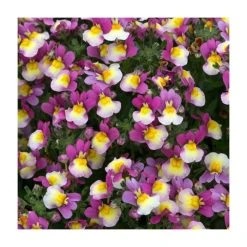 Nemesia Sundae 'Forest Fruits' Bedding Plants - 5 x Large Plugs for Vibrant Garden Displays