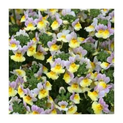 Nemesia Sundae 'Lavender Sherbert' - 5 Large Plugs | Premium Bedding Plants for Vibrant Gardens