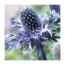 Eryngium 'Blue Hobbit' Perennial Plant | 10.5cm Pot | Hardy Garden Flower