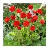 Geum Flora Plena 'Blazing Sunset' | 10.5cm Pot | Vibrant Perennial Plant -September Plants Shop PL00100 main image b5ad