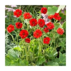 Geum Flora Plena 'Blazing Sunset' | 10.5cm Pot | Vibrant Perennial Plant