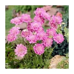 Scabiosa columbaria 'Pink Mist' | 10.5cm Pot | Hardy Perennial Plant for Gardens