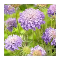 Scabiosa japonica 'Blue Note' | Pincushion Flower Perennial Plant