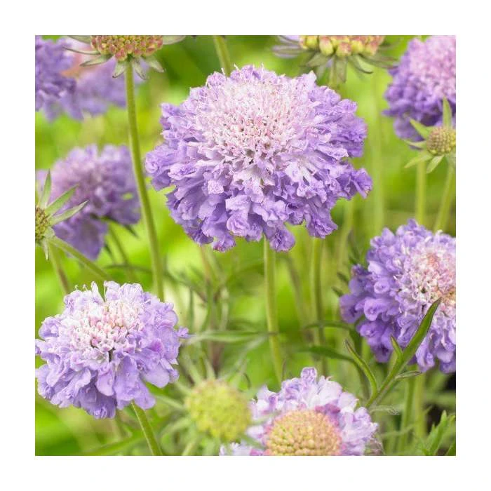 Scabiosa japonica 'Blue Note' | Pincushion Flower Perennial Plant 3 Scabiosa japonica 'Blue Note' | Pincushion Flower Perennial Plant