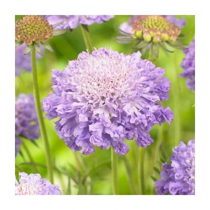 Scabiosa japonica 'Blue Note' | Pincushion Flower Perennial Plant 4 Scabiosa japonica 'Blue Note' | Pincushion Flower Perennial Plant - Image 2
