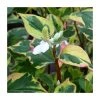 Orange Peel Plant (Houttuynia cordata) - Vibrant Pond Plant for Water Gardens 2 Orange Peel Plant (Houttuynia cordata) - Vibrant Pond Plant for Water Gardens -September Plants Shop PL0595 main image 0a57