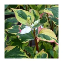 Orange Peel Plant (Houttuynia cordata) - Vibrant Pond Plant for Water Gardens