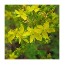 Square Stemmed St John's Wort (Hypericum tetrapterum) - Premium Pond Plant for Water Gardens