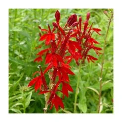 3x Cardinal Flower Plants - Lobelia Cardinalis - 9cm Pots for Ponds & Gardens