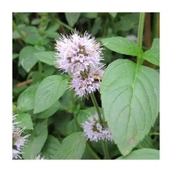Water Mint (Mentha aquatica) - Fresh Pond Plant for Natural Water Filtration