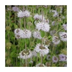 Water Spearwort (Preslia cervina) - Premium Pond Plant for Natural Water Gardens