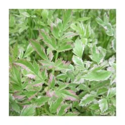 3x Variegated Water Dropwort Oenanthe Aquatica Flamingo - 9cm Pots - Marginal Pond Plants