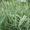 Gardener's Garters | Phalaris arundinacea 'Picta' - Variegated Ribbon Grass for Ponds -September Plants Shop PL0616 main image 45b3