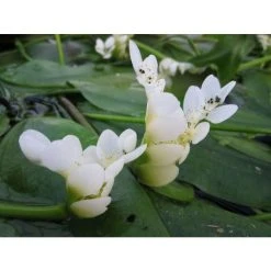 Water Hawthorn (Aponogeton distachyus) - Hardy Pond Plant for Natural Water Gardens -September Plants Shop PL0626 add image 2 7655