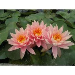 Nymphaea 'Colorado' Water Lily | Hardy Pond Plant for Stunning Water Gardens -September Plants Shop PL0638 add image 1 7289