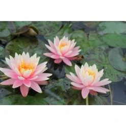Nymphaea 'Colorado' Water Lily | Hardy Pond Plant for Stunning Water Gardens -September Plants Shop PL0638 add image 2 70f5