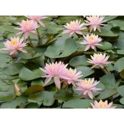 Nymphaea 'Colorado' Water Lily | Hardy Pond Plant for Stunning Water Gardens -September Plants Shop PL0638 add image 3 e381