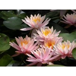 Nymphaea 'Colorado' Water Lily | Hardy Pond Plant for Stunning Water Gardens -September Plants Shop PL0638 add image 4 85e5
