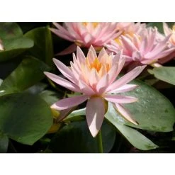 Nymphaea 'Colorado' Water Lily | Hardy Pond Plant for Stunning Water Gardens -September Plants Shop PL0638 add image 5 1f5f