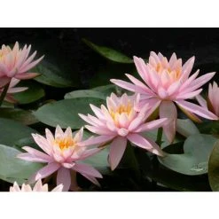 Nymphaea 'Colorado' Water Lily | Hardy Pond Plant for Stunning Water Gardens -September Plants Shop PL0638 add image 6 18b2