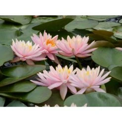Nymphaea 'Colorado' Water Lily | Hardy Pond Plant for Stunning Water Gardens -September Plants Shop PL0638 add image 7 47ac