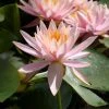 Nymphaea 'Colorado' Water Lily | Hardy Pond Plant for Stunning Water Gardens -September Plants Shop PL0638 main image a15a
