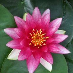 Nymphaea 'Attraction' Water Lily | Hardy Pond Plant for Stunning Blooms