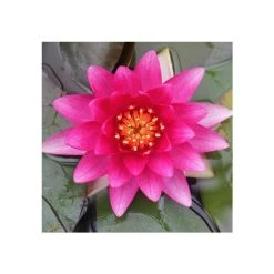 Nymphaea 'Charles De Meurville' Water Lily | Hardy Pond Plant for Stunning Water Gardens