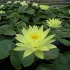 Nymphaea 'Joey Tomocik' Water Lily | Hardy Pond Plant for Stunning Water Gardens -September Plants Shop PL0653 add image 1 c0a8