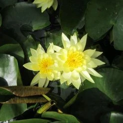 Nymphaea 'Joey Tomocik' Water Lily | Hardy Pond Plant for Stunning Water Gardens -September Plants Shop PL0653 add image 2 8d1a