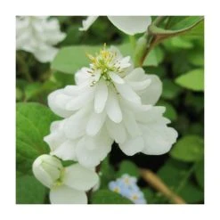 Orange Peel Plant (Houttuynia cordata 'Plena') - Vibrant Pond Plant for Water Gardens