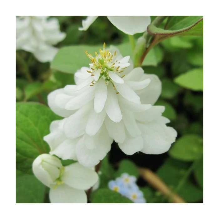 Orange Peel Plant (Houttuynia cordata 'Plena') - Vibrant Pond Plant for Water Gardens 3 Orange Peel Plant (Houttuynia cordata 'Plena') - Vibrant Pond Plant for Water Gardens