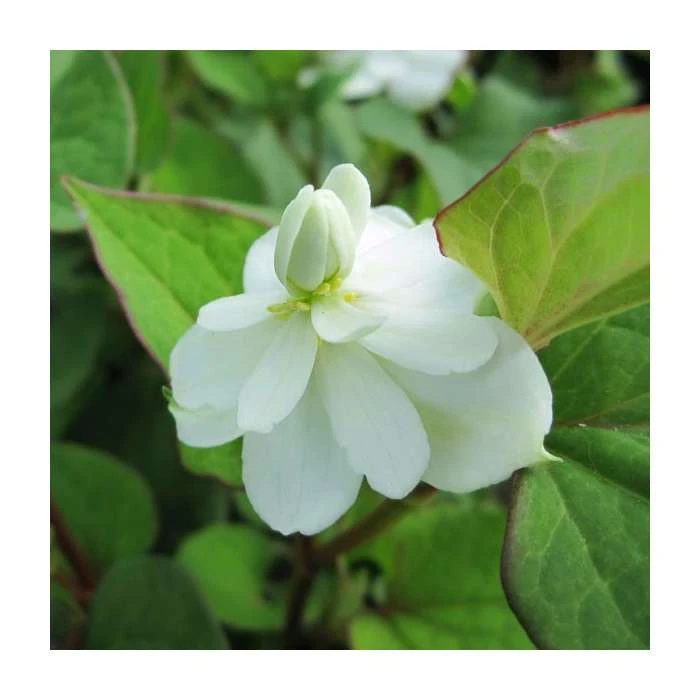 Orange Peel Plant (Houttuynia cordata 'Plena') - Vibrant Pond Plant for Water Gardens 4 Orange Peel Plant (Houttuynia cordata 'Plena') - Vibrant Pond Plant for Water Gardens - Image 2