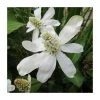 Apache Beads (Anemopsis californicum) - Natural Pond Plant for Water Gardens -September Plants Shop PL0695 main image 9579