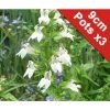 3x White Cardinal Flower - Lobelia siphilitica alba - 9cm Pots | Pond Plants for Water Gardens -September Plants Shop PL0712 main image 5914