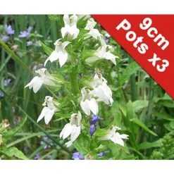 3x White Cardinal Flower - Lobelia siphilitica alba - 9cm Pots | Pond Plants for Water Gardens