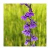 3x Purple Lobelia (Lobelia vedrariensis) - 9cm Pots | Vibrant Pond Plants for Water Gardens -September Plants Shop PL0713 main image d1a2