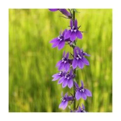 3x Purple Lobelia (Lobelia vedrariensis) - 9cm Pots | Vibrant Pond Plants for Water Gardens
