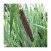 Great Reedmace (Typha latifolia) - Premium Pond Plant for Natural Water Gardens -September Plants Shop PL0720 main image 3d82