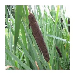 Great Reedmace (Typha latifolia) - Premium Pond Plant for Natural Water Gardens
